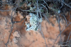 Squamarina lentigera