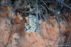 Squamarina lentigera