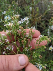 Symphyotrichum lanceolatum interior