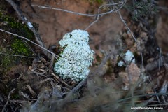 Squamarina lentigera