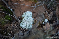 Squamarina lentigera