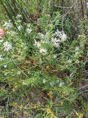 Symphyotrichum lanceolatum interior