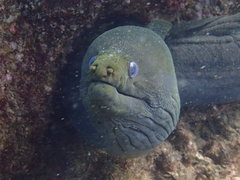 Gymnothorax castaneus