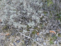 Helianthemum asperum