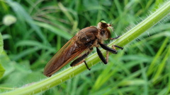 Cophinopoda
