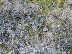 Helianthemum asperum