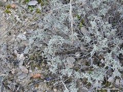 Helianthemum asperum