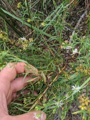 Symphyotrichum lanceolatum interior