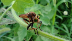 Cophinopoda