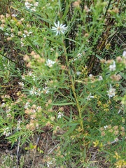 Symphyotrichum lanceolatum interior