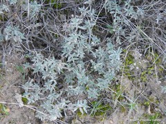 Helianthemum asperum