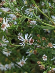 Symphyotrichum lanceolatum interior