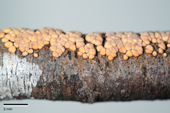 Aleurodiscus berggrenii image