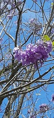 Jacaranda caucana