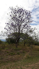 Jacaranda caucana