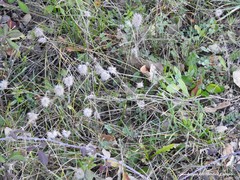 Trifolium angustifolium