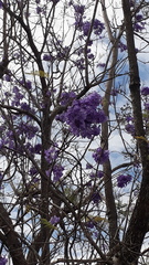 Jacaranda caucana