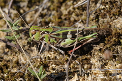 Oedaleus decorus