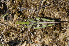 Oedaleus decorus