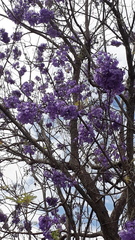 Jacaranda caucana