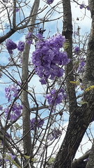 Jacaranda caucana
