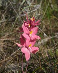 Thelymitra × macmillanii