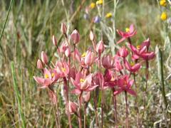 Thelymitra × macmillanii