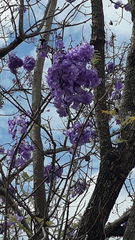 Jacaranda caucana