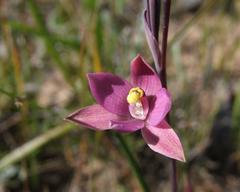 Thelymitra luteocilium