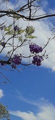 Jacaranda caucana
