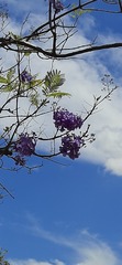 Jacaranda caucana