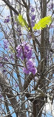 Jacaranda caucana