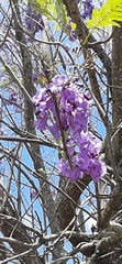 Jacaranda caucana