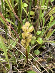 Liparis loeselii