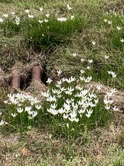 Zephyranthes atamasco