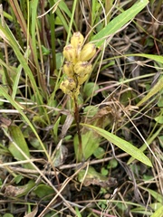 Liparis loeselii