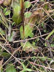 Liparis loeselii