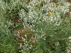 Eupatorium torreyanum