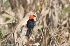 Amblyramphus holosericeus