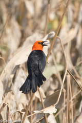 Amblyramphus holosericeus