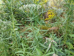 Eupatorium torreyanum