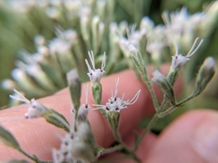 Eupatorium torreyanum