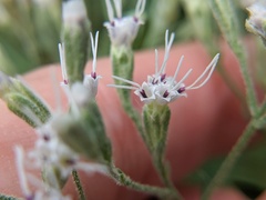 Eupatorium torreyanum