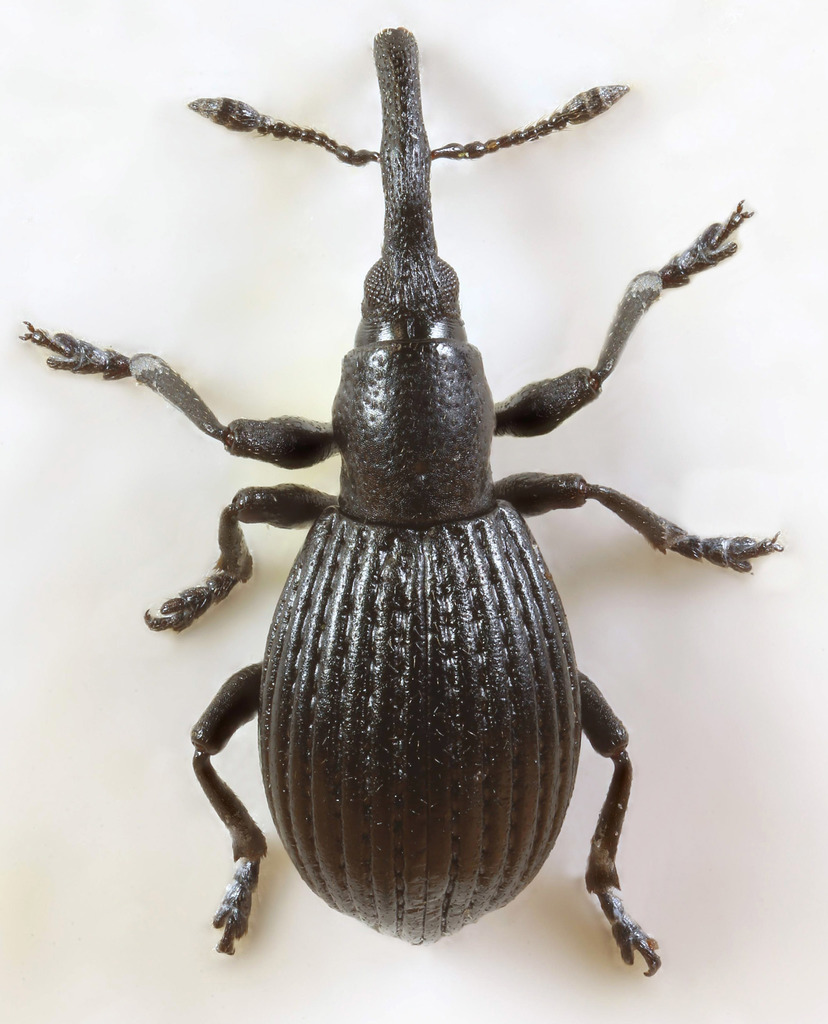 Synapion ebeninum