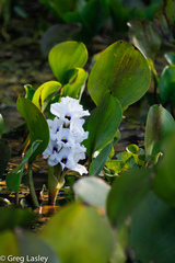 Pontederia azurea