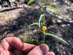 Sida trichopoda