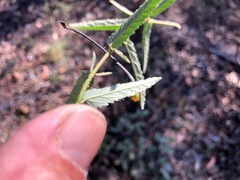 Sida trichopoda