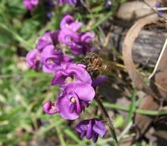 Swainsona procumbens