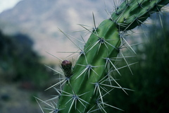 Corryocactus erectus