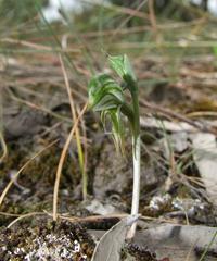Pterostylis pusilla